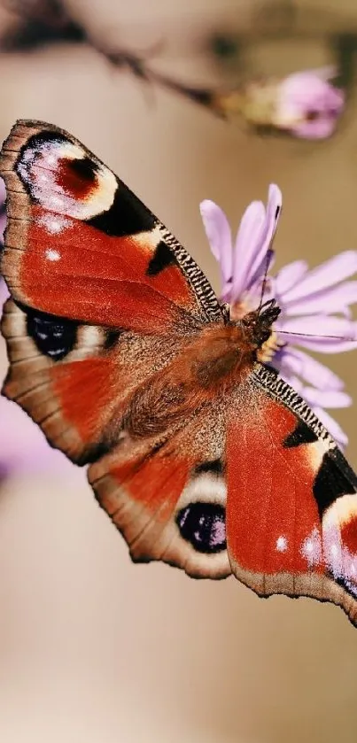 Vibrant butterfly resting on a purple flower close-up.