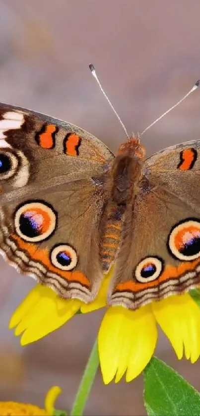 Close-up of butterfly on yellow flower with vibrant colors.