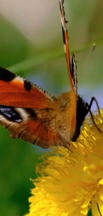 Butterfly resting on a yellow flower in nature.