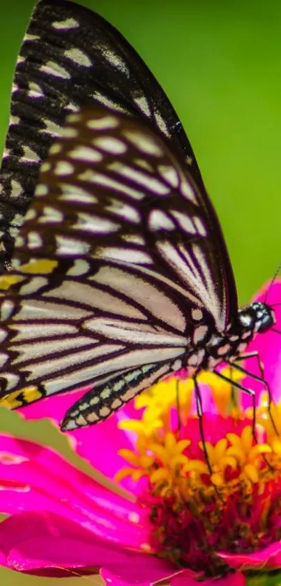 Butterfly resting on a bright pink flower in a vibrant garden setting.