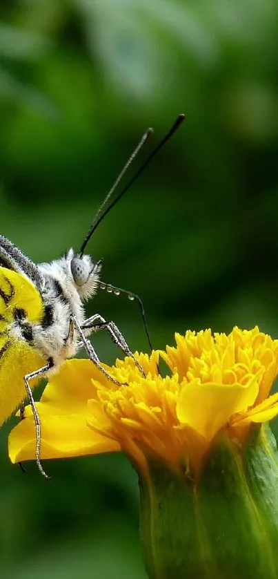 Butterfly with vibrant wings on a yellow flower.