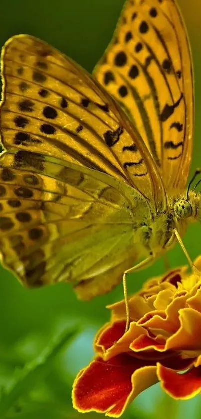 A vibrant butterfly rests on a colorful flower in this stunning mobile wallpaper.