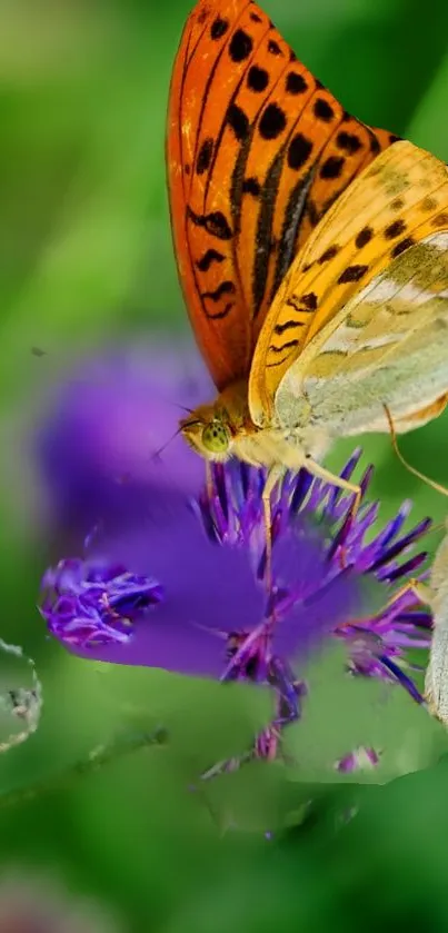 Vibrant butterfly on a purple flower with a green background.