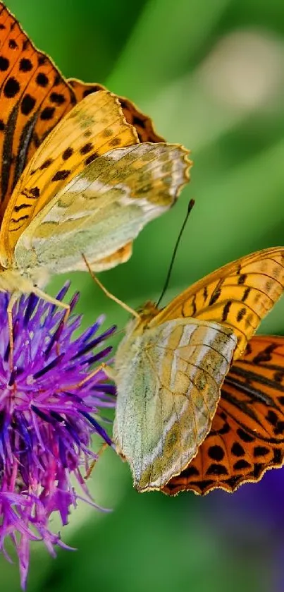 Two butterflies rest on a vibrant purple flower.