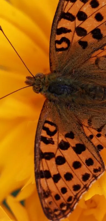 Close-up of an orange butterfly with black patterns on a vibrant yellow flower.