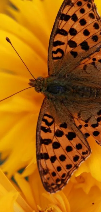 Vibrant butterfly resting on a yellow flower.