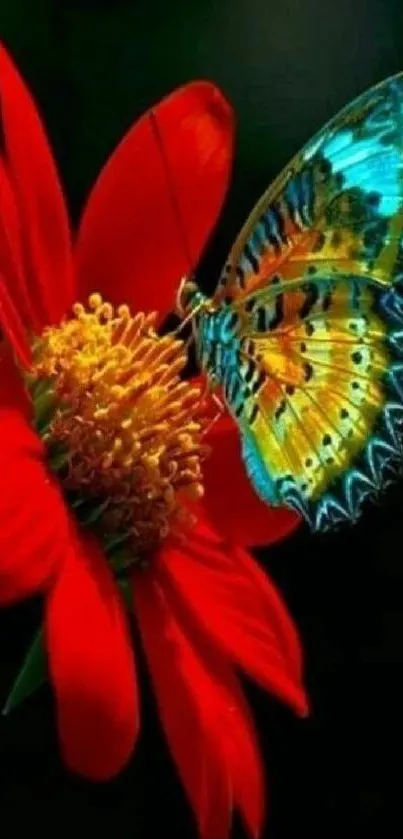 Colorful butterfly resting on a red flower.