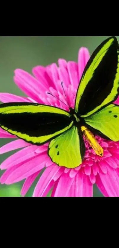 Green and black butterfly on a pink flower.