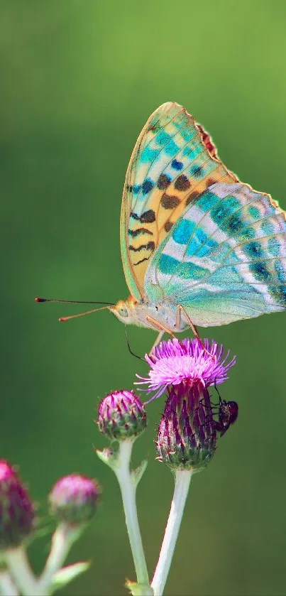 Vibrant butterfly perched on purple flower with green background.