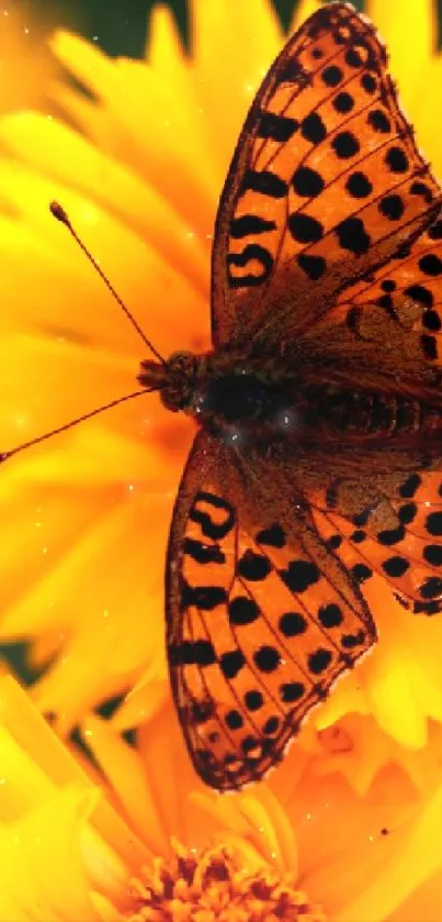 Vibrant butterfly on yellow flower mobile wallpaper.