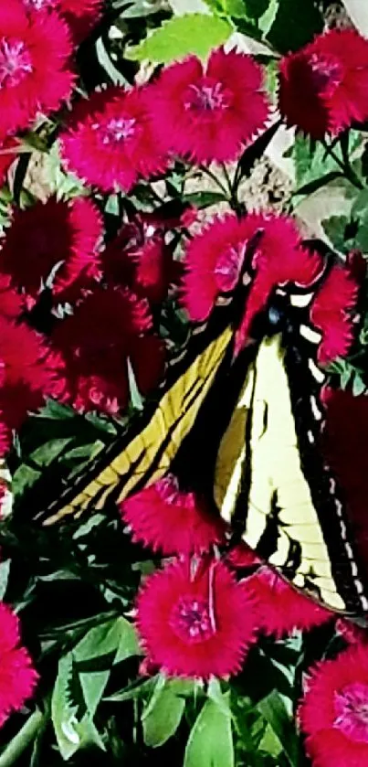 Yellow butterfly on vibrant red flowers in garden.