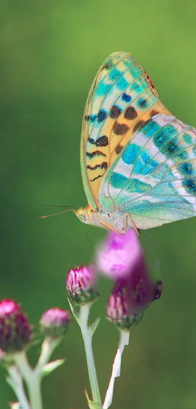 Vibrant butterfly perched on pink flowers against a green background.