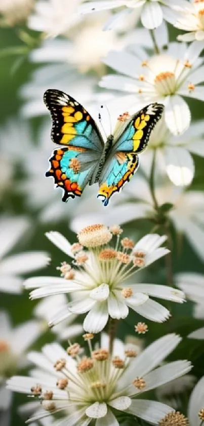 Colorful butterfly resting on white flowers with green background.