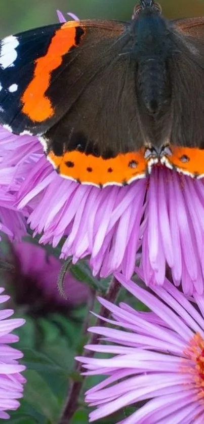 Butterfly resting on vibrant pink flowers.