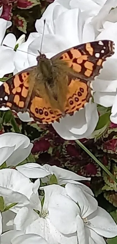 Orange butterfly on white flowers with vibrant garden backdrop.