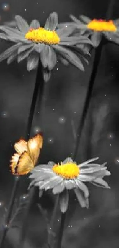 Yellow butterfly resting on daisies with a grayscale background.