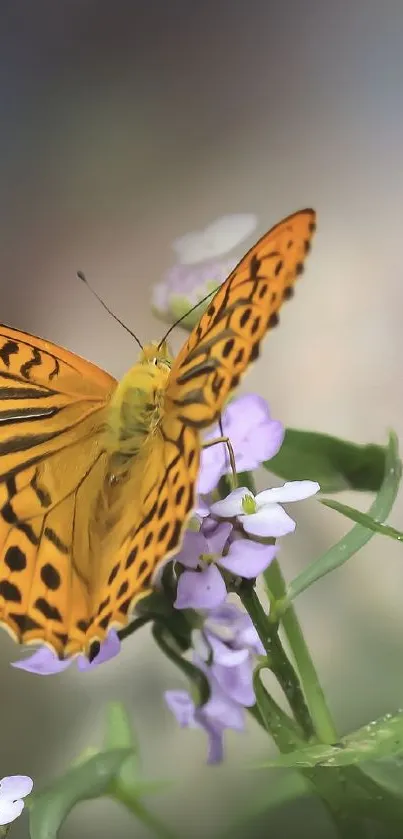 Vibrant butterfly perched on purple flowers.