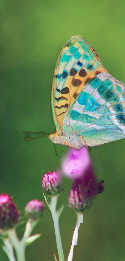 Colorful butterfly perched on purple flowers against a green background.