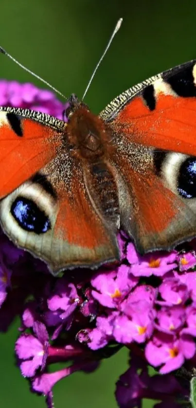 Colorful butterfly on pink flowers wallpaper.