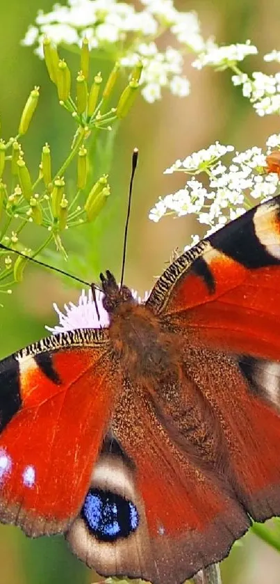 A vibrant red and black butterfly on green plants and white flowers.