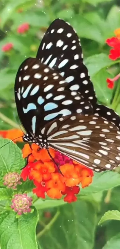 Butterfly on vibrant orange flowers with green leaves.