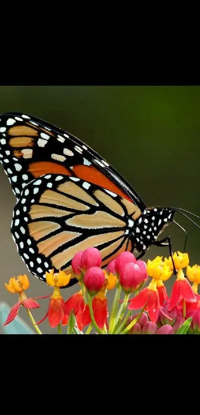 Colorful butterfly on vibrant flowers wallpaper.