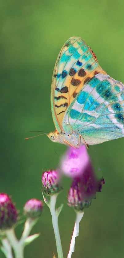 Vibrant butterfly perched on purple flowers with green background.