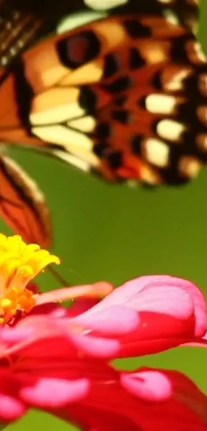 Colorful butterfly on vibrant flowers wallpaper.