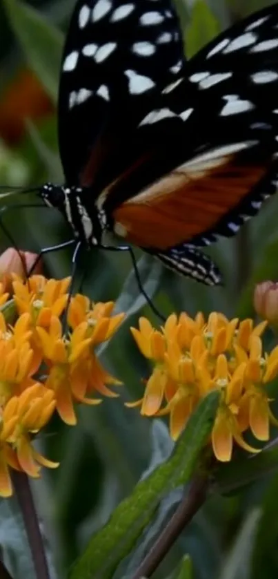 Vibrant butterfly resting on orange flowers in a nature setting.