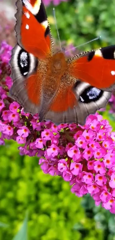 Butterfly on pink flowers with lush green background.