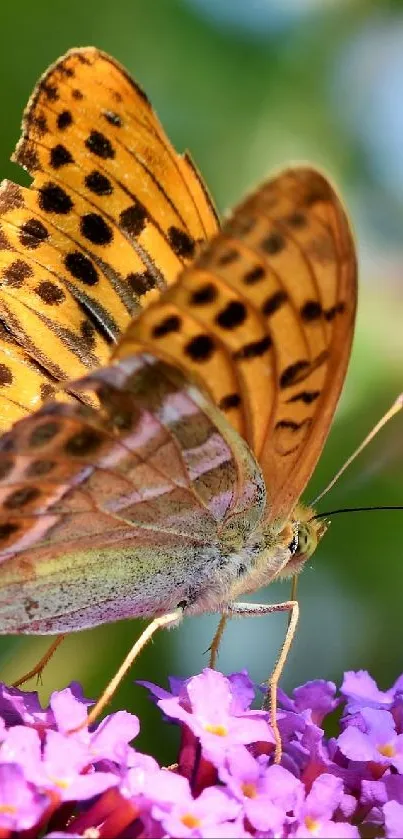 A vibrant butterfly on purple flowers with a green, natural background.
