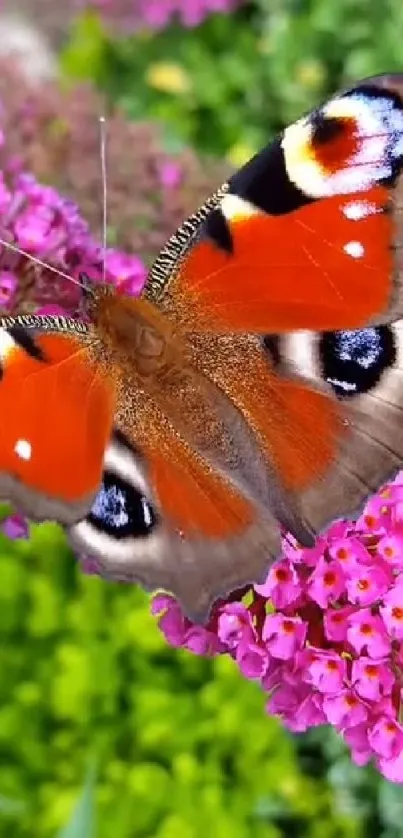 Vibrant butterfly perched on purple flowers, showcasing nature's beauty.