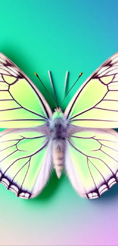 Vibrant butterfly on aqua gradient wallpaper.