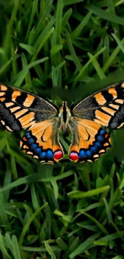 Vibrant butterfly resting on lush green grass background.