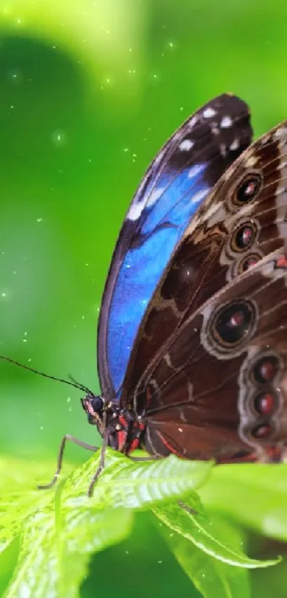 Vibrant butterfly with blue wings resting on a green leaf in the wild.