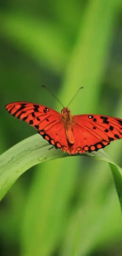 Orange butterfly perched on a green leaf in a serene natural setting.