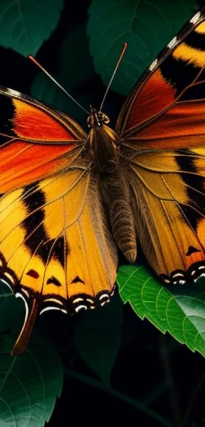 Vibrant orange and black butterfly on lush green leaves.