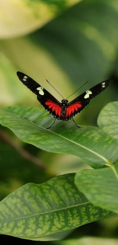 Vibrant red and black butterfly on green leaves wallpaper.