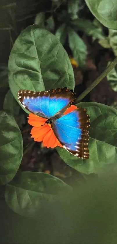 Blue butterfly resting on lush green leaves with a vibrant backdrop.