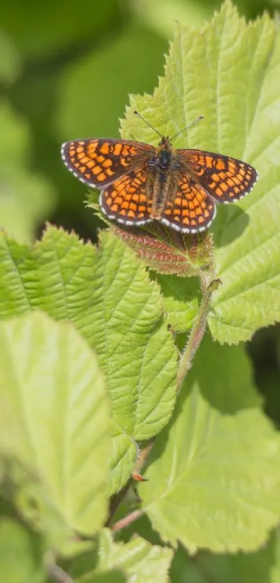 Vibrant orange butterfly on lush green leaves, perfect mobile wallpaper.