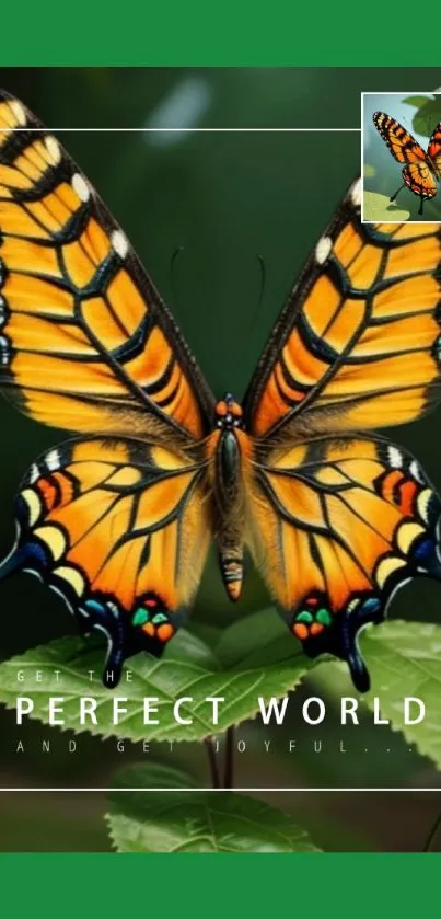 Orange and black butterfly on green leaves, vibrant nature wallpaper.