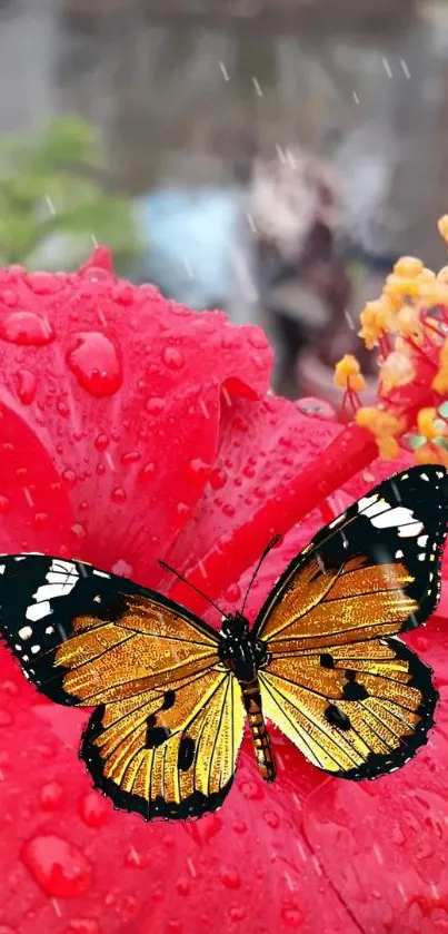 Butterfly perched on a dewy red hibiscus flower.