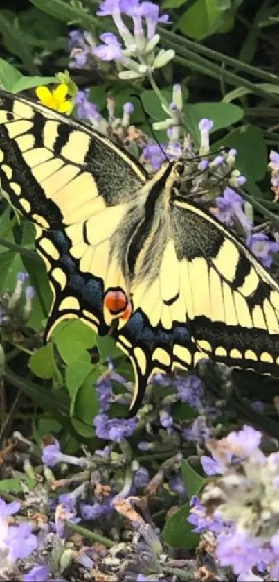 Colorful butterfly resting on lavender flowers.