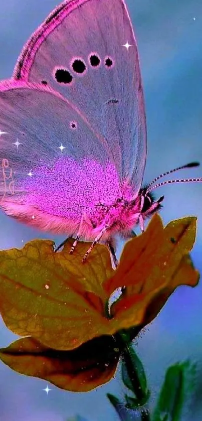 A vibrant pink butterfly resting on a leaf with a soft blue background.