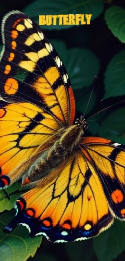 Vibrant orange and black butterfly on green leaves wallpaper.