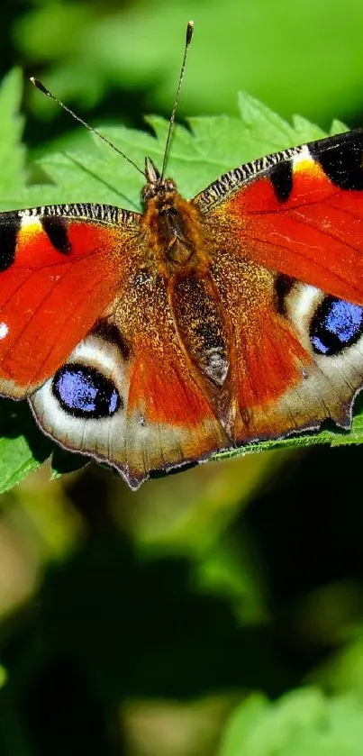 Vibrant butterfly resting on green leaves.