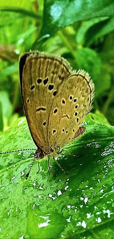 Butterfly resting on a dewy green leaf with vibrant colors.