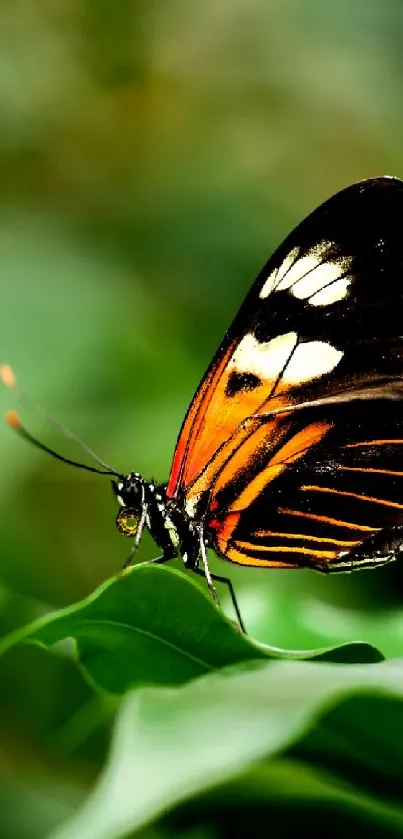 Vibrant butterfly perched on green leaf.