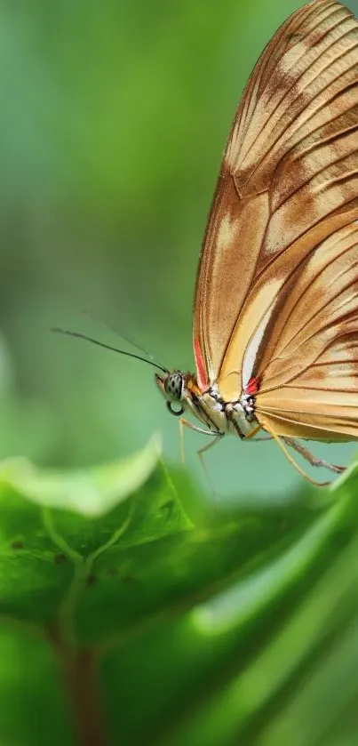 Close-up of a butterfly resting on a green leaf with elegant details.