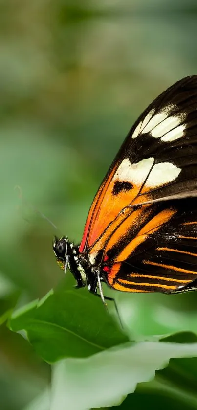 Beautiful orange and black butterfly perched on vivid green leaves.